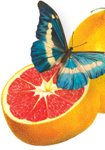 Grapefruit with butterfly